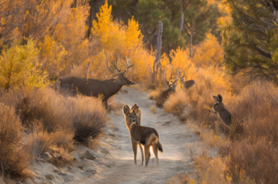 A Beginner’s Guide to Tracking Wildlife: Reading Signs